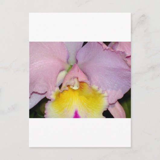 Carte Postale Orchidée de printemps (Devant)