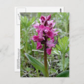 Carte Postale Orchidée de tourbière pourpre, île Unalaska (Devant / Derrière)
