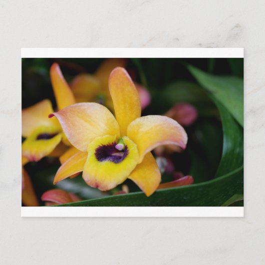 Carte Postale Orchidée du coucher de soleil (Devant)