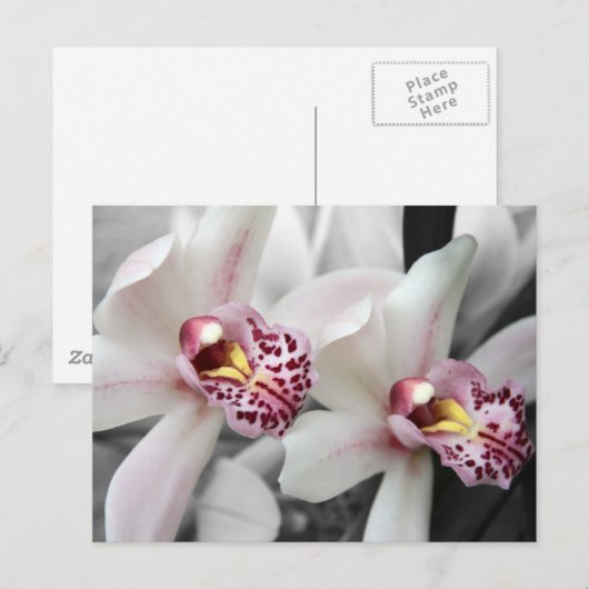 Carte Postale Orchidée du feu (Devant / Derrière)