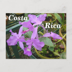 Carte Postale Orchidée — Fleur nationale du Costa Rica