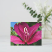 Carte Postale Orchidée Fleurie tropicale Florale (Debout devant)