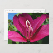 Carte Postale Orchidée Fleurie tropicale Florale (Devant / Derrière)