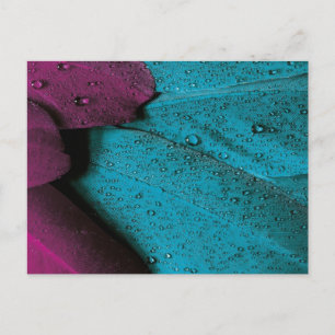 Carte Postale Orchidée foncée et plumage Turquoise