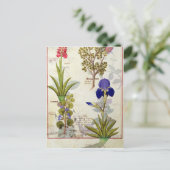 Carte Postale Orchidée & Fumitoire ou Coeur saignant Hedera & Ir (Debout devant)