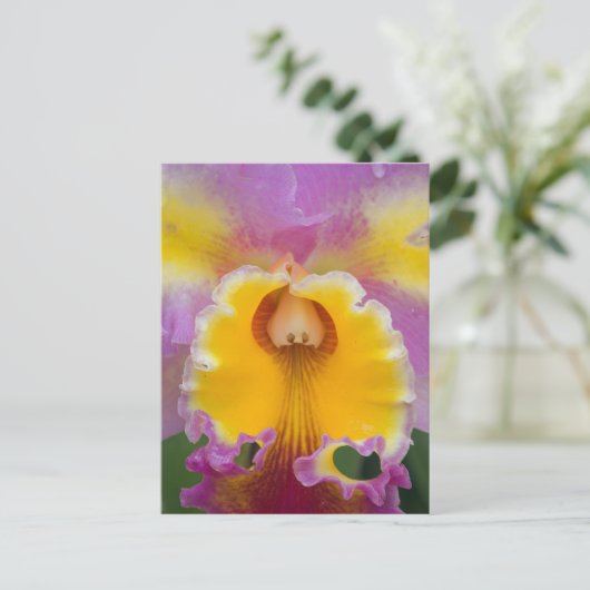 Carte Postale Orchidée hybride, Floride (Debout devant)