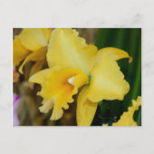 Carte postale orchidée jaune (Devant)