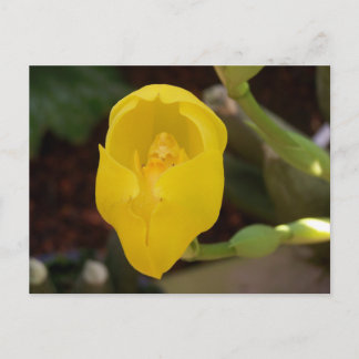 Carte postale orchidée jaune