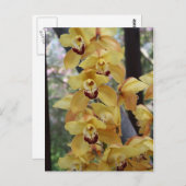 Carte Postale Orchidée jaune (Devant / Derrière)