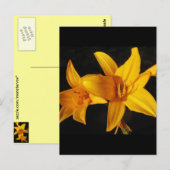 Carte Postale Orchidée jaune (Devant / Derrière)