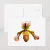 Carte Postale Orchidée jaune (Devant / Derrière)