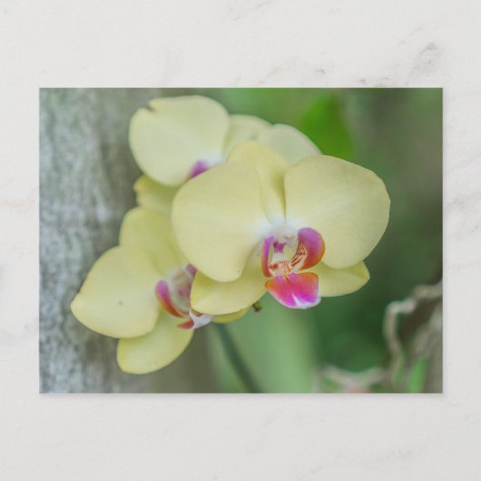 Carte postale - Orchidée jaune (Devant)