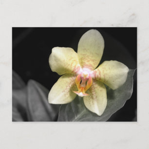 Carte Postale Orchidée jaune clair