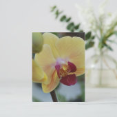 Carte Postale Orchidée jaune de Gardenfest 2011 (Debout devant)