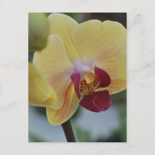 Carte Postale Orchidée jaune de Gardenfest 2011