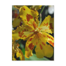 Orchidée jaune de Vero Beach