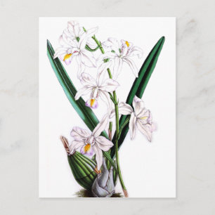 Carte Postale Orchidée Laelia Albida, var Rosea