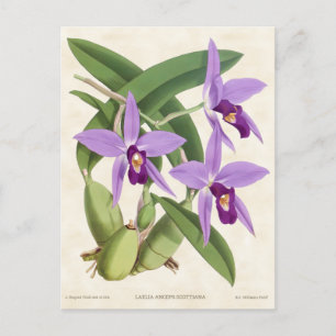 Carte Postale Orchidée Laelia Violette Botanique Vintage