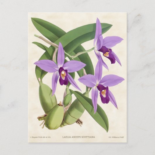 Carte Postale Orchidée Laelia Violette Botanique Vintage (Devant)