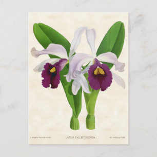 Carte Postale Orchidée laélienne blanche et violette Vintage Bot