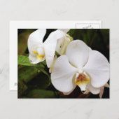 Carte Postale Orchidée Lune Blanche (Phalaenopsis Aphrodite) (Devant / Derrière)