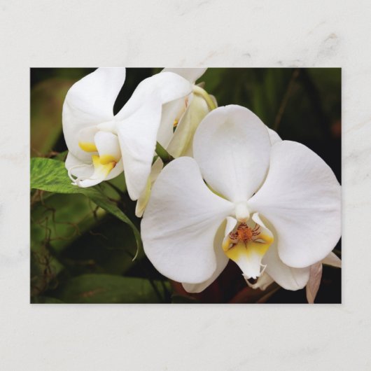 Carte Postale Orchidée Lune Blanche (Phalaenopsis Aphrodite) (Devant)