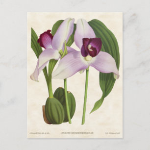 Carte Postale Orchidée Lycaste Violette Botanique Vintage