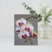 Carte Postale Orchidée miniature (Debout devant)
