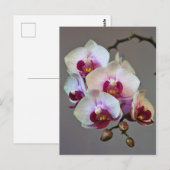 Carte Postale Orchidée miniature (Devant / Derrière)