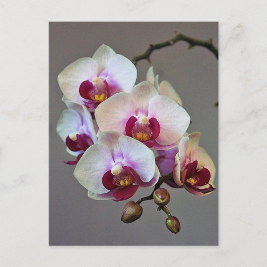 Carte Postale Orchidée miniature (Devant)