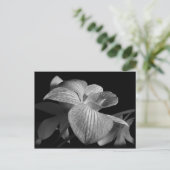 Carte postale Orchidée noire et blanche (Debout devant)
