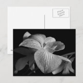 Carte postale Orchidée noire et blanche (Devant / Derrière)