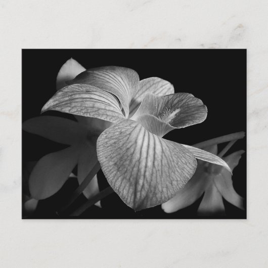 Carte postale Orchidée noire et blanche (Devant)