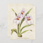 Carte Postale Orchidée Odontoglossum blanche Vintage Botanique (Devant / Derrière)