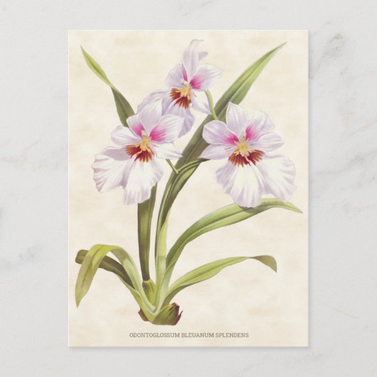 Carte Postale Orchidée Odontoglossum blanche Vintage Botanique (Devant)