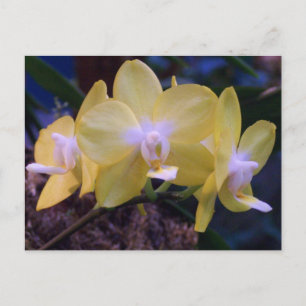 Carte Postale Orchidée papillon Phalaenopsis
