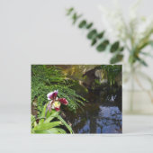Carte Postale Orchidée par l'eau (Debout devant)