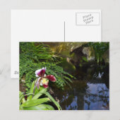 Carte Postale Orchidée par l'eau (Devant / Derrière)