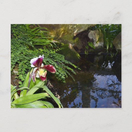 Carte Postale Orchidée par l'eau (Devant)