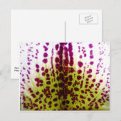 Carte postale Orchidée Phalaenopsis (Devant / Derrière)