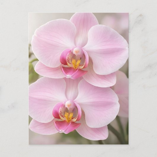 Carte Postale Orchidée Phalaenopsis Rose Clair (Devant)