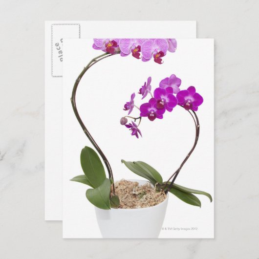 Carte Postale Orchidée pleine image isolée sur un arrière - plan (Devant / Derrière)