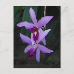 Carte Postale Orchidée pourpre de Cattleya