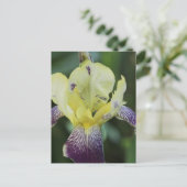 Carte postale Orchidée rare (Debout devant)