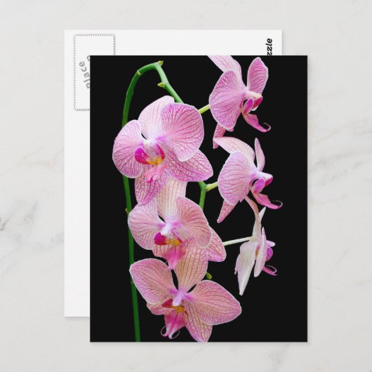 Carte Postale Orchidée rose (Devant / Derrière)