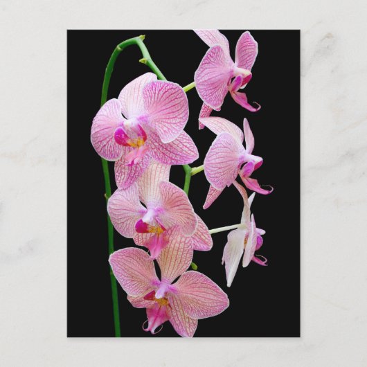 Carte Postale Orchidée rose (Devant)