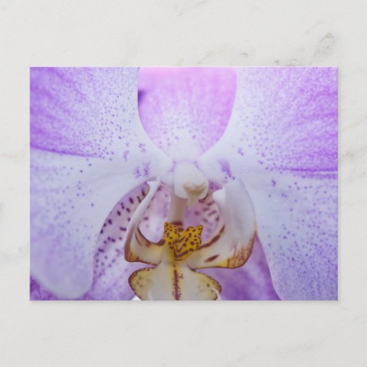 Carte Postale Orchidée rose (Devant)