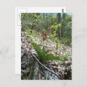 Carte Postale Orchidée rose (Devant / Derrière)