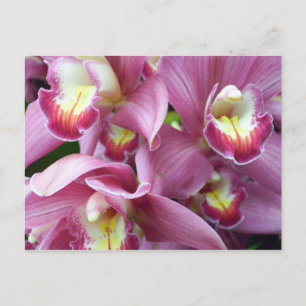Carte postale Orchidée rose