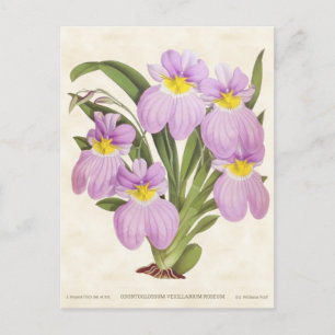 Carte Postale Orchidée rose Odontoglossum Vintage Botanique